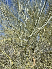 Parkinsonia microphylla