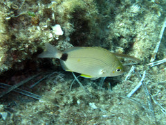 Diplodus annularis