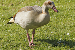 Alopochen aegyptiaca