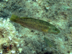 Labrus viridis