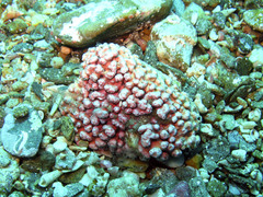 Phymatolithon calcareum