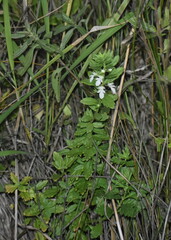 Teucrium cubense