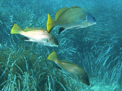 Sciaena umbra