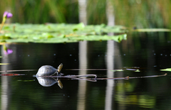 Cuora amboinensis kamaroma