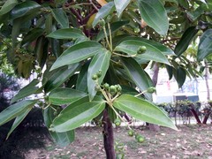 Cinnamomum kotoense