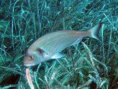 Sparus auratus