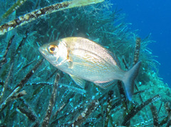 Spondyliosoma cantharus