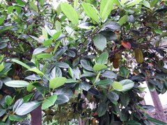 Artocarpus heterophyllus