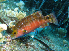 Symphodus mediterraneus