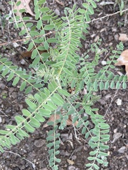 Astragalus trichopodus