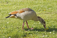 Alopochen aegyptiaca