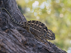 Chamaeleo chamaeleon chamaeleon