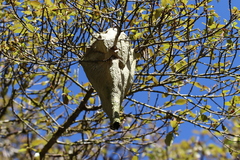 Parachartergus apicalis