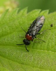 Eutomostethus ephippium