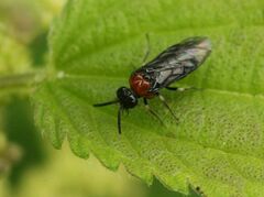 Eutomostethus ephippium