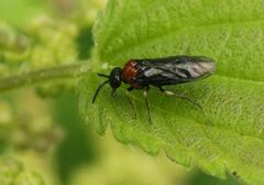 Eutomostethus ephippium