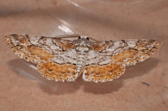 Cleora decisaria