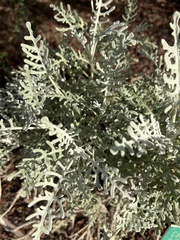 Constancea nevinii