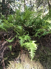 Polypodium calirhiza