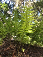 Polypodium calirhiza