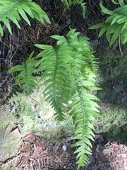 Polypodium calirhiza