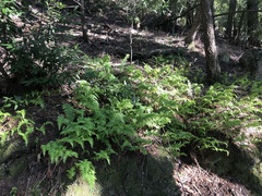 Polypodium calirhiza