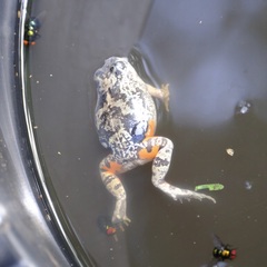 Pleurodema brachyops