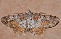 Cleora decisaria