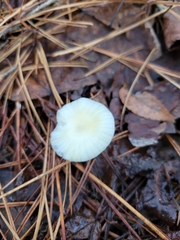 Marasmius calhouniae