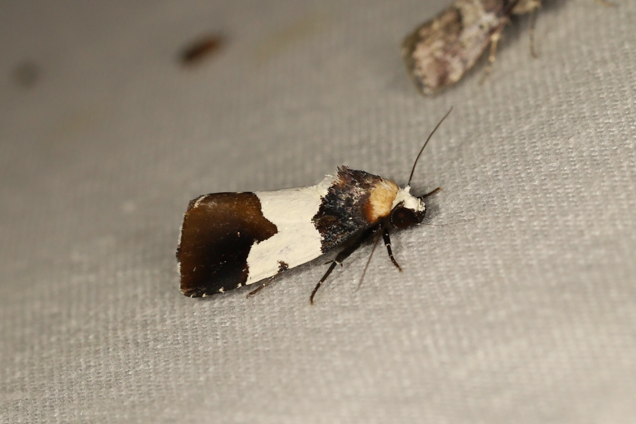 Bryolymnia marginata