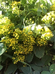 Delairea odorata