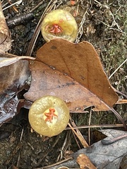 Calostoma