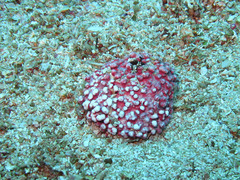 Phymatolithon calcareum