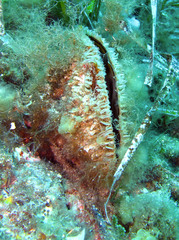 Pinna nobilis