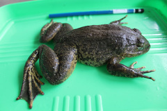 Limnonectes grunniens