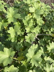 Malva assurgentiflora
