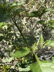 Solanum douglasii