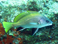 Sciaena umbra