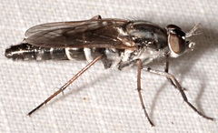 Ozodiceromyia argentata