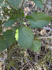 Solanum douglasii