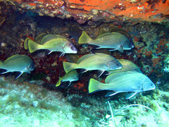 Sciaena umbra