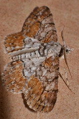 Cleora decisaria