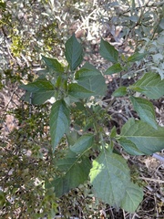 Solanum douglasii