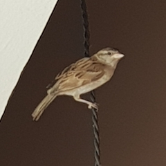 Passer domesticus