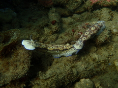 Hypselodoris tryoni