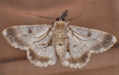 Cleora decisaria