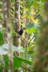 Campephilus haematogaster