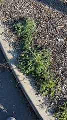 Matricaria discoidea