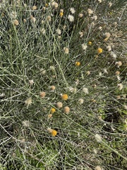 Bebbia juncea