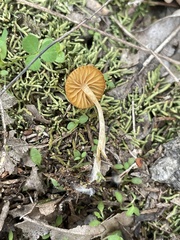 Gliophorus perplexus